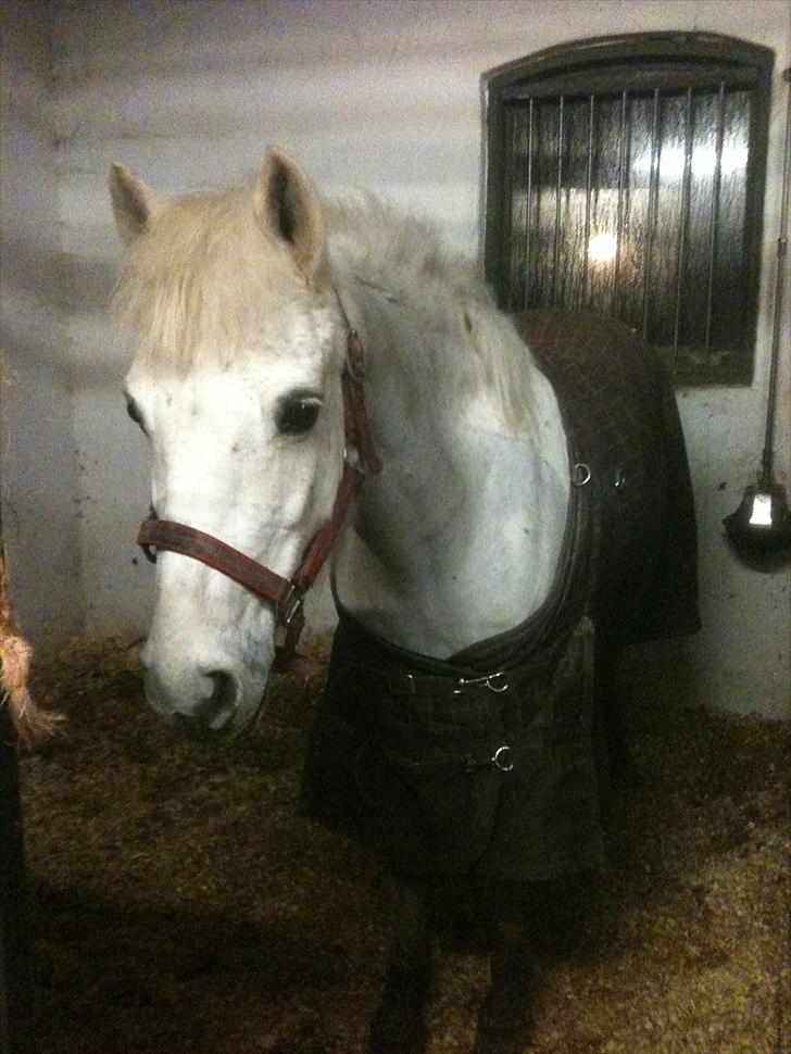 Anden særlig race Movie-Star billede 8