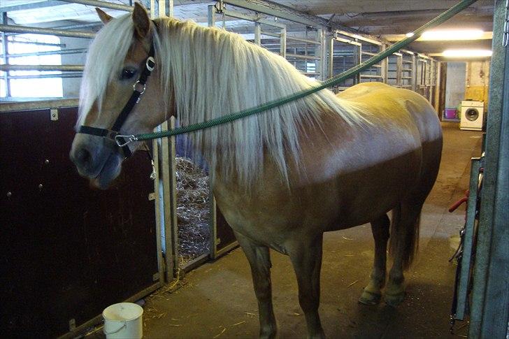 Haflinger Ginger. min gamle låne pony billede 6