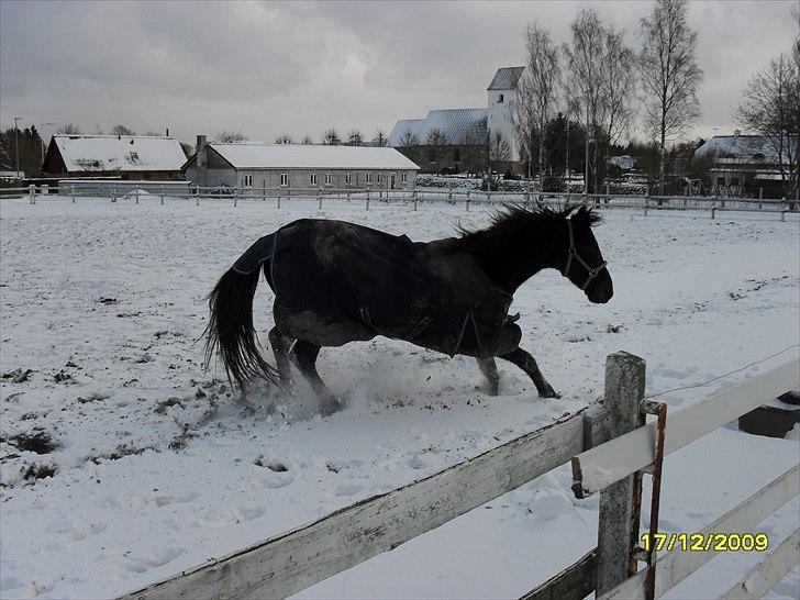 Holstener Vestervangs Comby *Solgt* billede 19