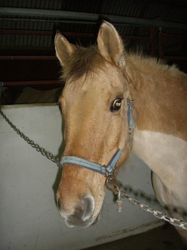 Anden særlig race Smølfie billede 3