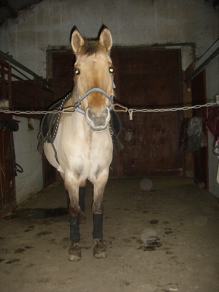 Anden særlig race Smølfie billede 5