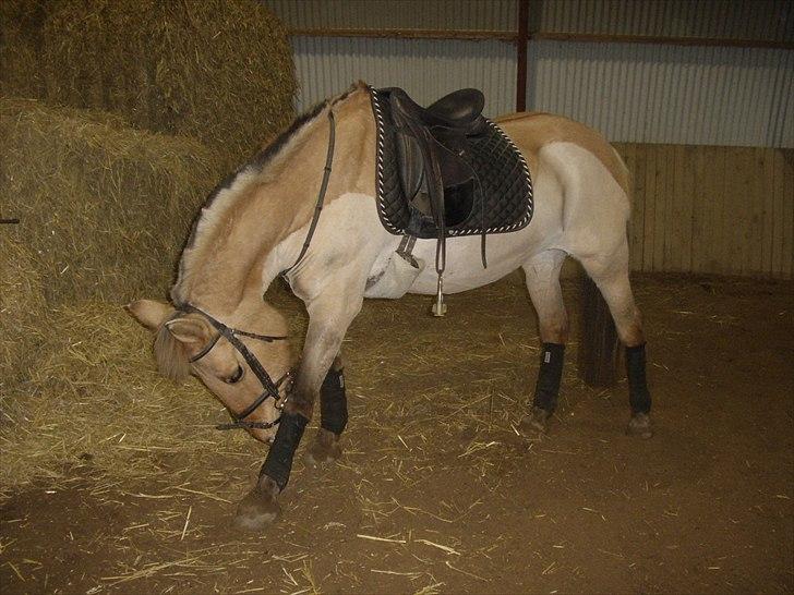 Anden særlig race Smølfie billede 6