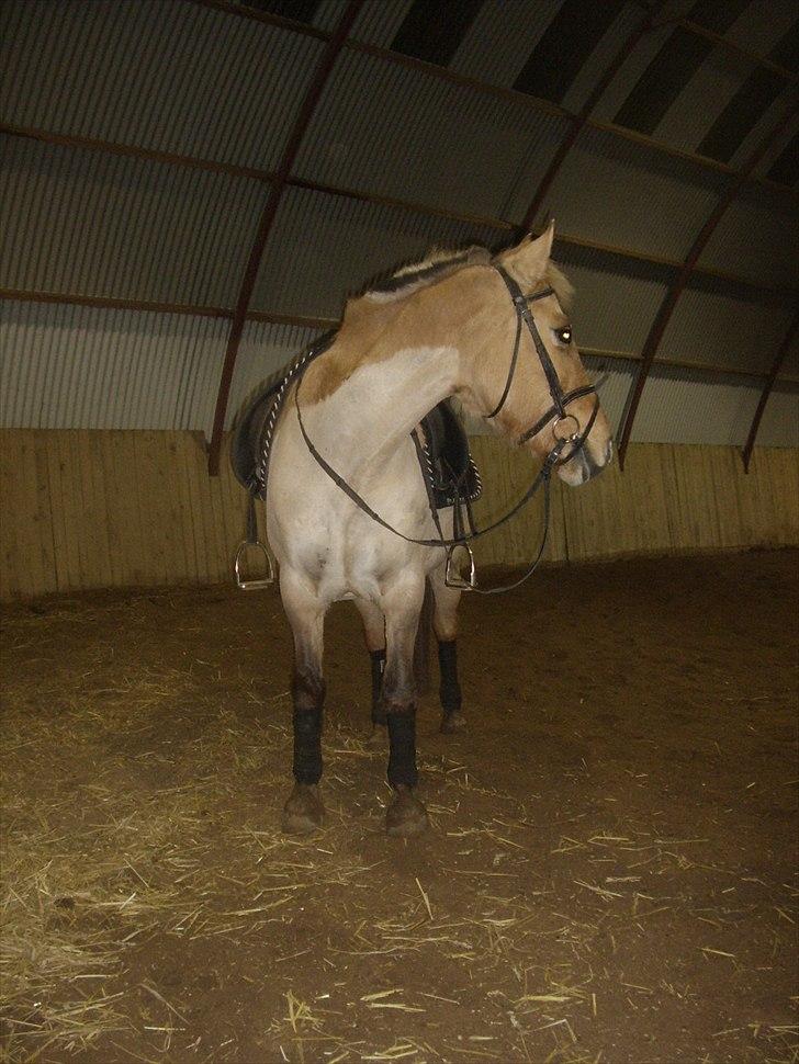 Anden særlig race Smølfie billede 7