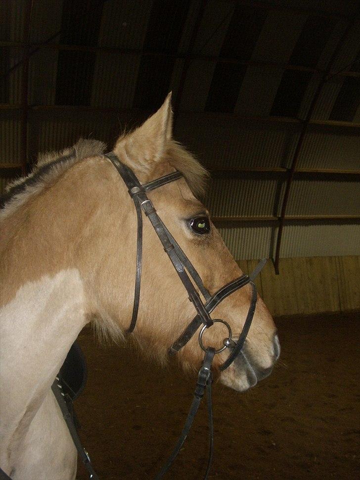 Anden særlig race Smølfie billede 8