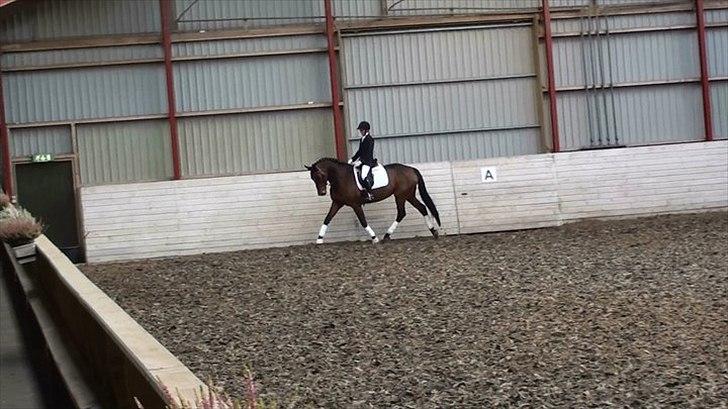 Holstener Canberra billede 7