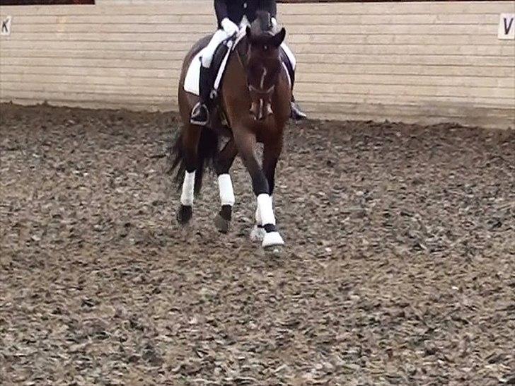 Holstener Canberra billede 12