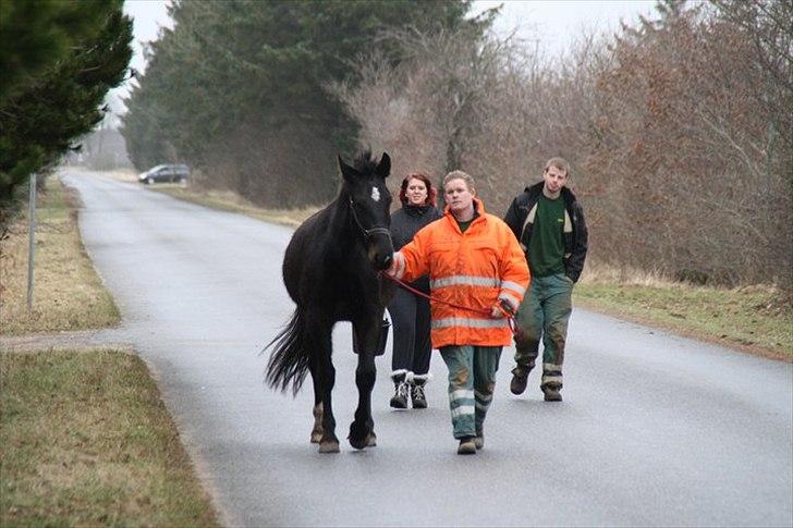 Oldenborg Jilly billede 1