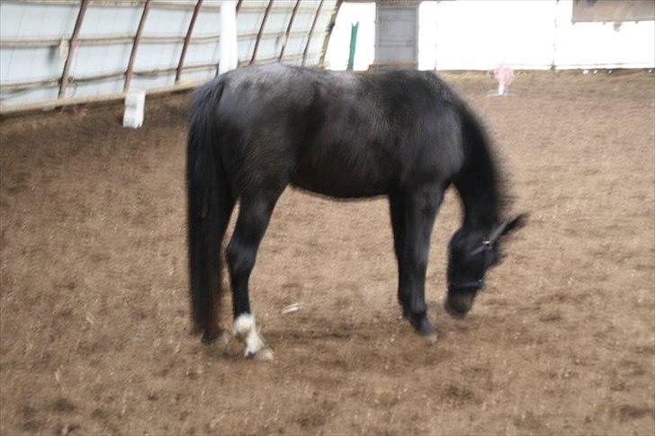 Oldenborg Jilly billede 3