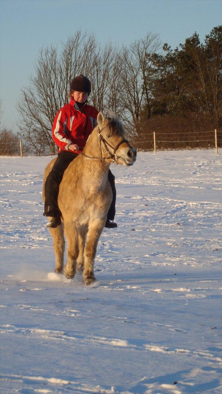 Fjordhest Almtoftlunds Maja - den 17-2-2011 lige inden hun løber 1km med mig i fuld hopla  billede 1
