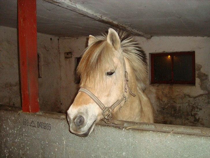Fjordhest Almtoftlunds Maja billede 2