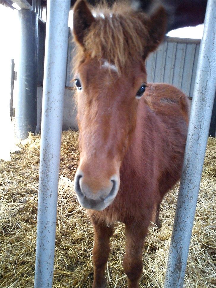 Anden særlig race safira (solgt);(  - såå fin er hun nu;D hun har aldrig vært så flodt:D billede 9