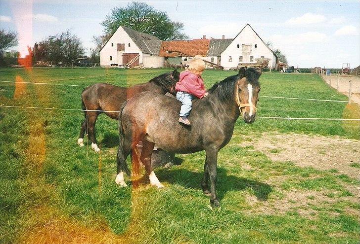 Dartmoor Gydens Amanda D 490 RIP<3 Min første c",)~ billede 1