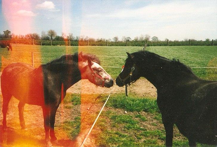 Dartmoor Gydens Amanda D 490 RIP<3 Min første c",)~ billede 3