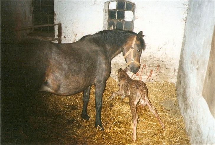 Dartmoor Gydens Amanda D 490 RIP<3 Min første c",)~ billede 4