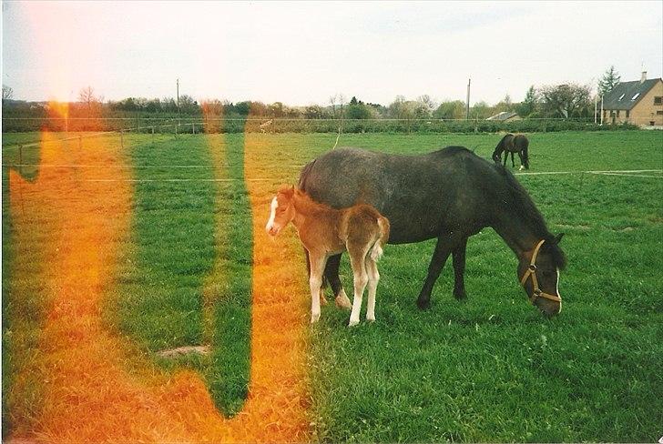 Dartmoor Gydens Amanda D 490 RIP<3 Min første c",)~ billede 5