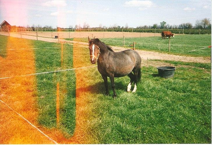 Dartmoor Gydens Amanda D 490 RIP<3 Min første c",)~ billede 6