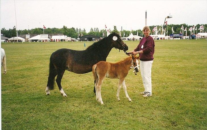 Dartmoor Gydens Amanda D 490 RIP<3 Min første c",)~ billede 8