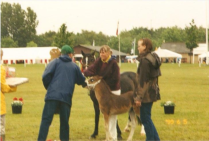 Dartmoor Gydens Amanda D 490 RIP<3 Min første c",)~ billede 9