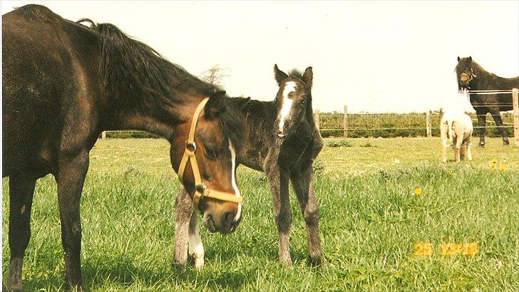 Dartmoor Gydens Amanda D 490 RIP<3 Min første c",)~ billede 10