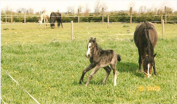Dartmoor Gydens Amanda D 490 RIP<3 Min første c",)~ billede 11