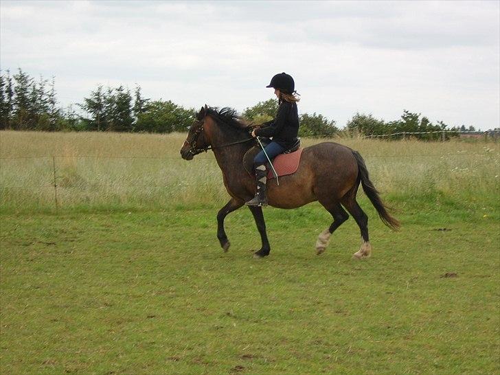 Dartmoor Gydens Amanda D 490 RIP<3 Min første c",)~ billede 12