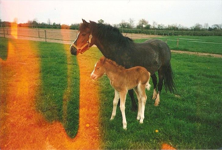 Dartmoor Gydens Amanda D 490 RIP<3 Min første c",)~ billede 14