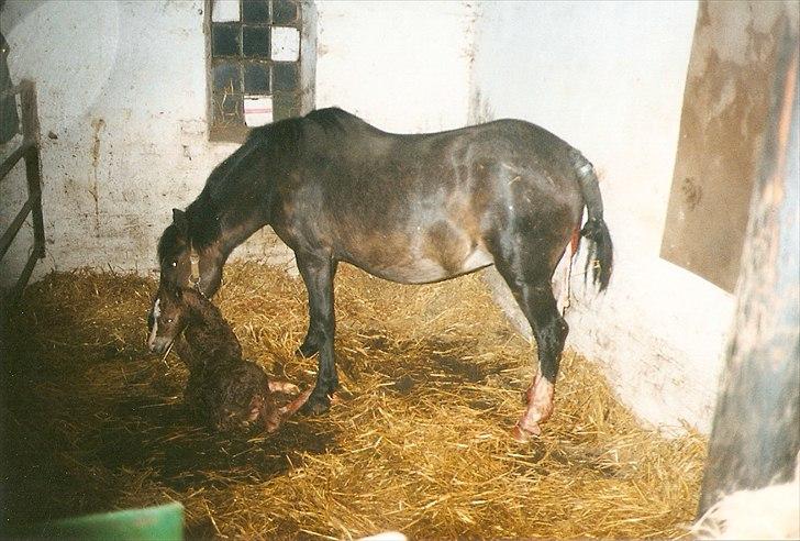 Dartmoor Gydens Amanda D 490 RIP<3 Min første c",)~ billede 15