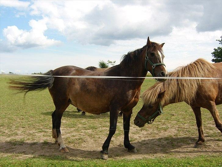 Dartmoor Gydens Amanda D 490 RIP<3 Min første c",)~ billede 16