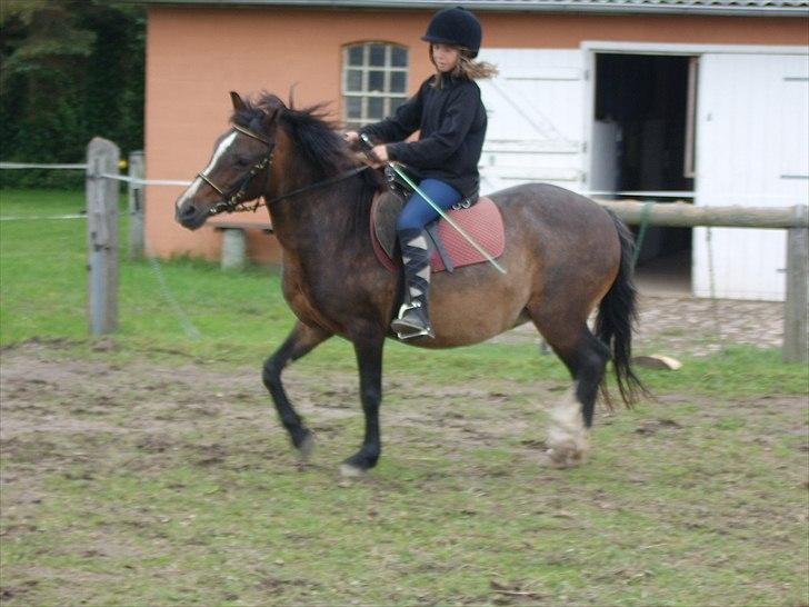 Dartmoor Gydens Amanda D 490 RIP<3 Min første c",)~ billede 17