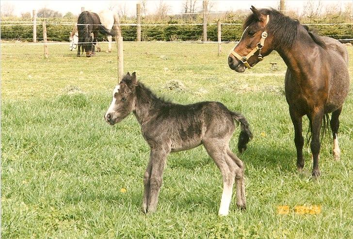 Dartmoor Gydens Amanda D 490 RIP<3 Min første c",)~ billede 18