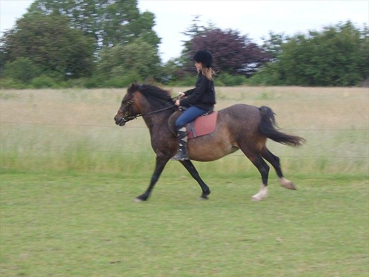 Dartmoor Gydens Amanda D 490 RIP<3 Min første c",)~ billede 19