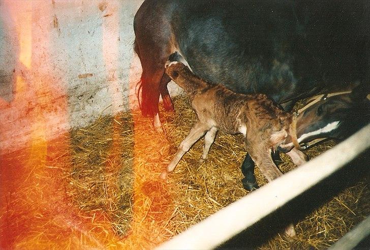 Dartmoor Gydens Amanda D 490 RIP<3 Min første c",)~ billede 20