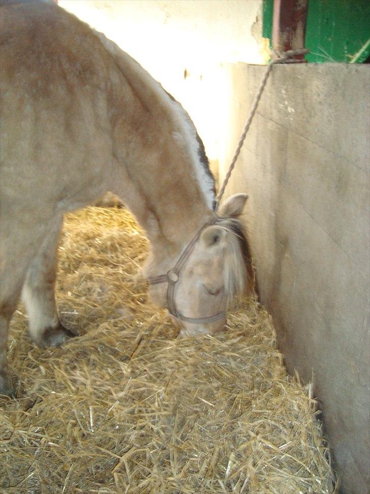 Fjordhest Almtoftlunds Maja billede 3