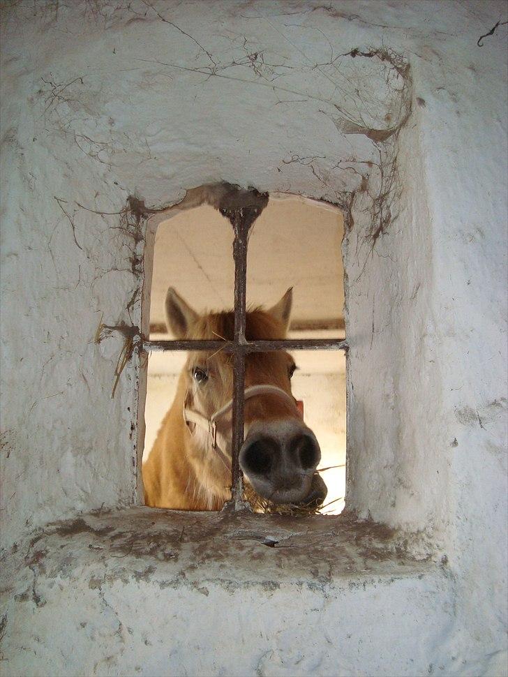 Fjordhest Almtoftlunds Maja billede 4