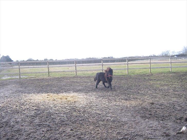 Miniature stald lille t' night wish (udlånt) - igen hendes fine trav billede 8