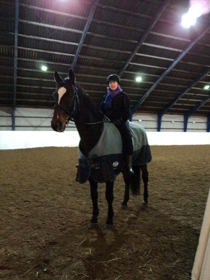 Dansk Varmblod Castor - Solgt billede 12