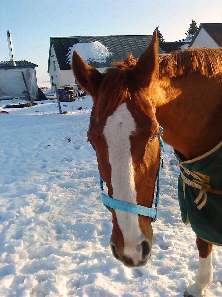 Dansk Varmblod Racing Star billede 1