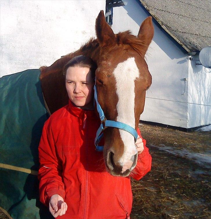 Dansk Varmblod Racing Star billede 2