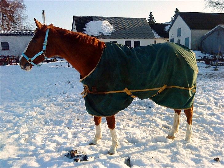 Dansk Varmblod Racing Star billede 3