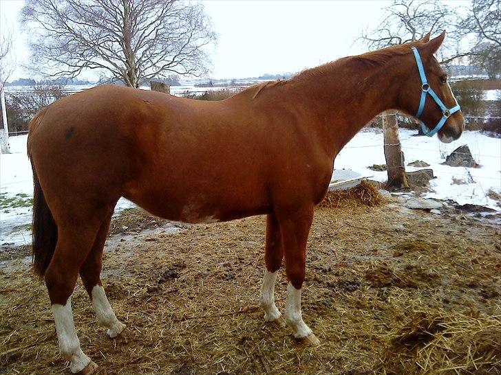 Dansk Varmblod Racing Star billede 4