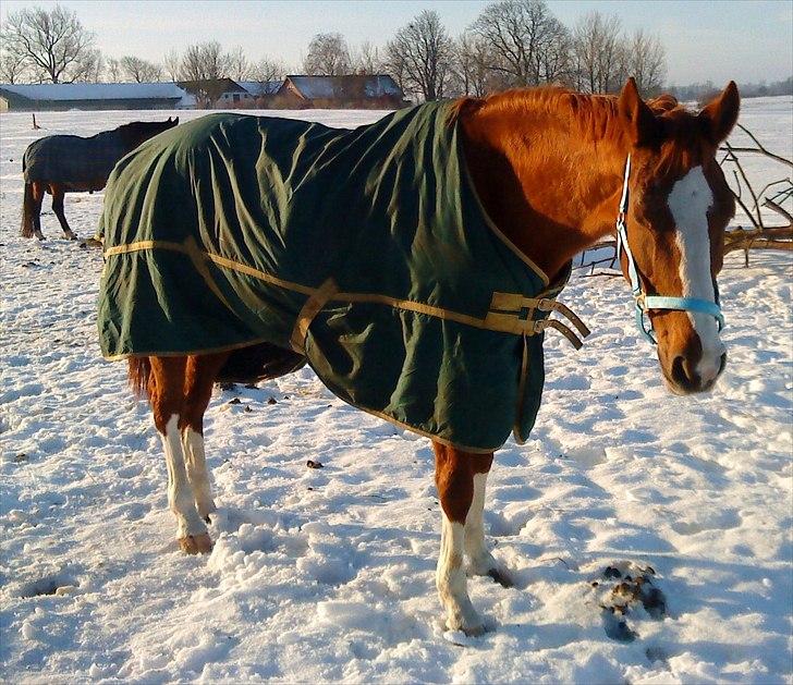 Dansk Varmblod Racing Star billede 5