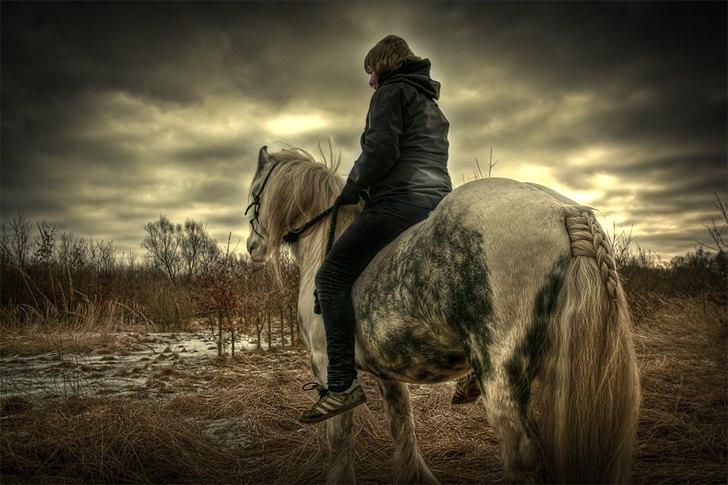 Irish Cob Little Big Bobby Beer - #20 - Chiloux foto. billede 20