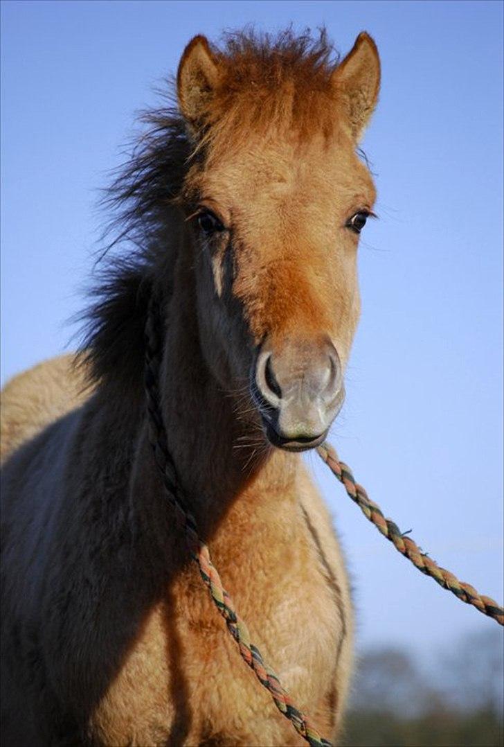 Anden særlig race Baby aka. Tino Von Rebel -  - Min smukke baby-dreng. <3 billede 8