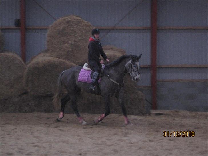 Holstener Egebæks Chantal<3(Corana) - Dressur træning d. 31/12-10 Foto: Cecilie billede 19