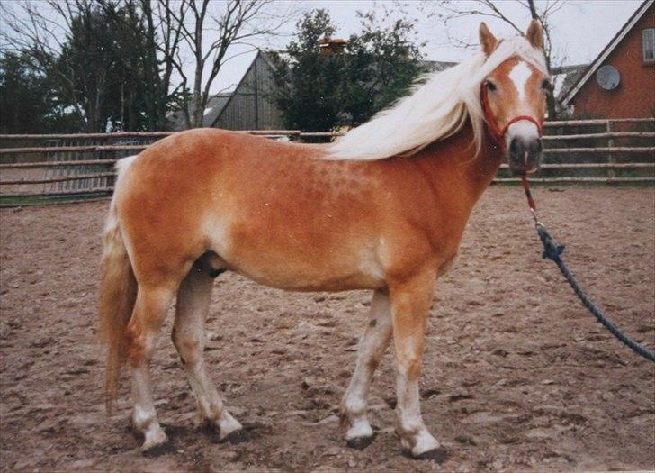 Haflinger Marco  - Marco den dag vi gik ham hjem...  billede 1