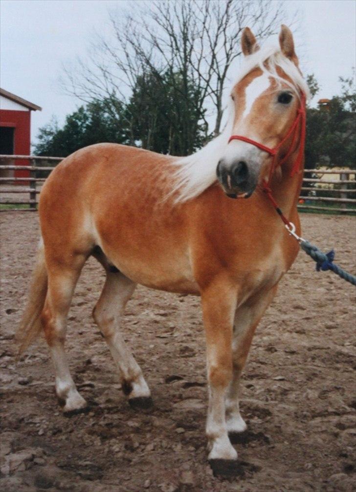 Haflinger Marco  billede 2