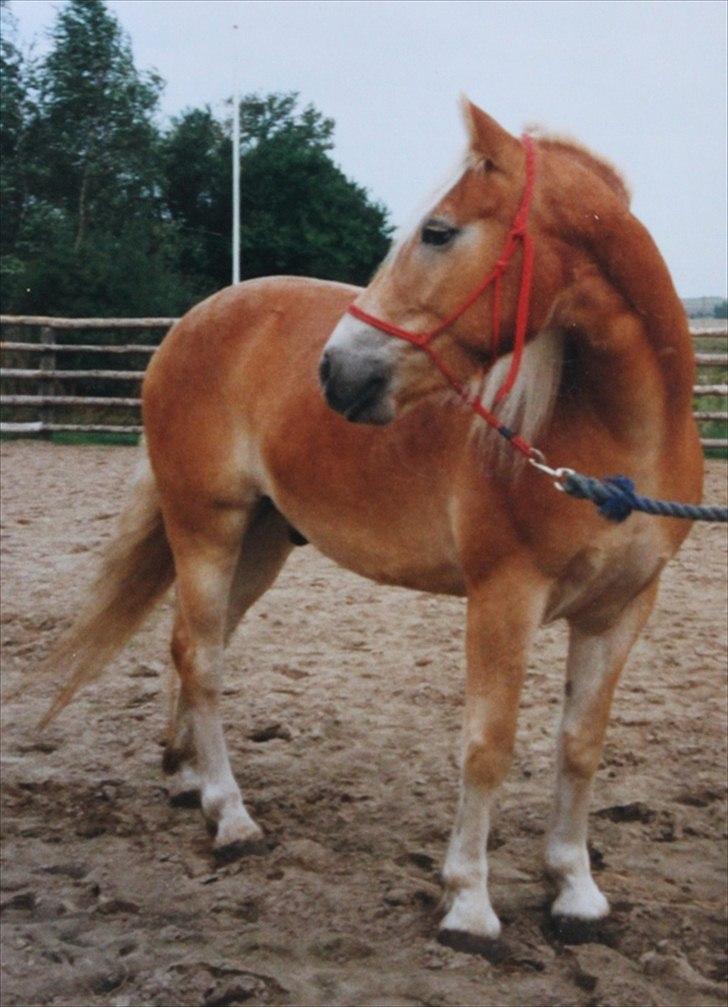 Haflinger Marco  billede 3