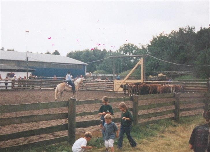 Haflinger Marco  - Marco´s første stævne i CattlePenning - Han var SÅ dygtig, men dog ikke nok til en pokal.  billede 5