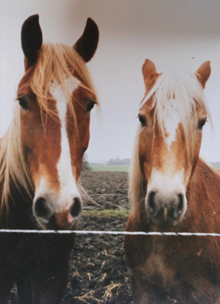 Haflinger Marco  - Marco sammen med Tocqui billede 7