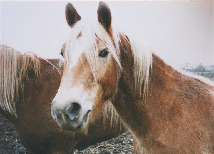 Haflinger Marco  - MArco efterår/vinter 2001 billede 8